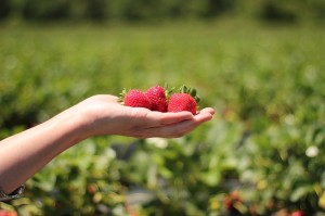 strawberries-484272_640